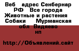 Веб – адрес Сенбернар.РФ - Все города Животные и растения » Собаки   . Мурманская обл.,Видяево нп